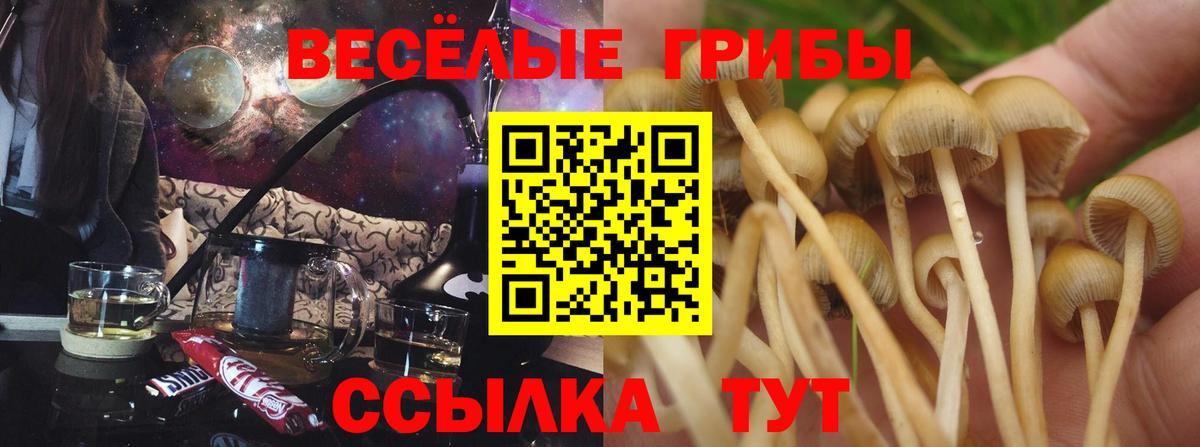 Галлюциногенные грибы Psilocybe Краснокамск